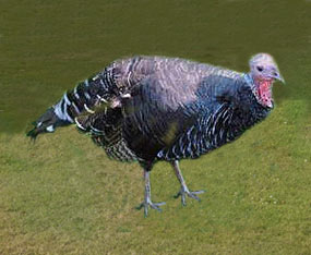 female-turkey-bird2.jpg
